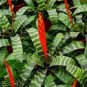Vriesa Splenriet Bromeliad Rooted Pup Aka Starter Plant Fresh Garden