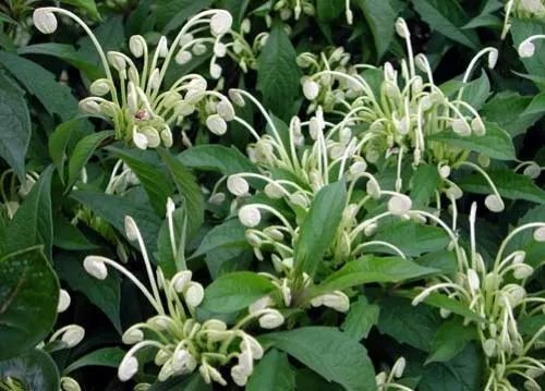 Musical Notes Clerodendrum Incisum Small Well Rooted Starter Plant Rare Fresh Garden