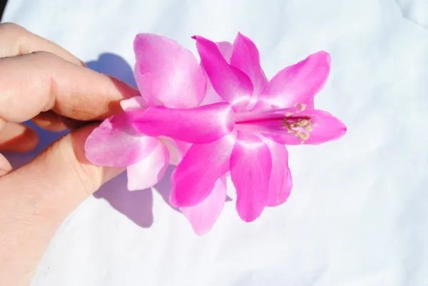 Christmas Cactus Starter Plant Vilha Velha Brazil Schlumbergera Truncata Fresh Garden