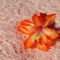 Christmas Cactus Starter Plant Sunset Strip Schlumbergera Truncata Fresh Garden
