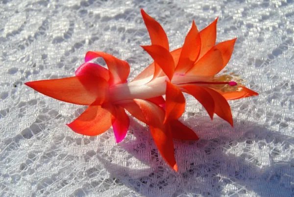 Christmas Cactus Starter Plant Sunset Glow Schlumbergera Truncata Fresh Garden