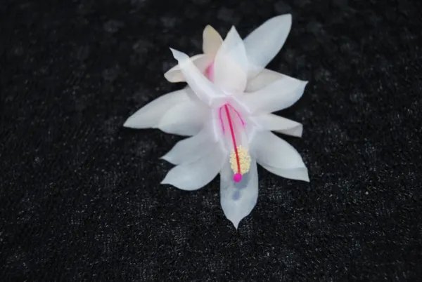 Christmas Cactus Starter Plant Snow Fire Schlumbergera Truncata Fresh Garden