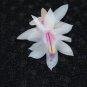 Christmas Cactus Starter Plant Snow Fire Schlumbergera Truncata Fresh Garden