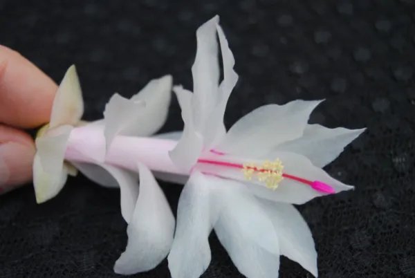 Christmas Cactus Starter Plant Snow White Schlumbergera Truncata Fresh Garden