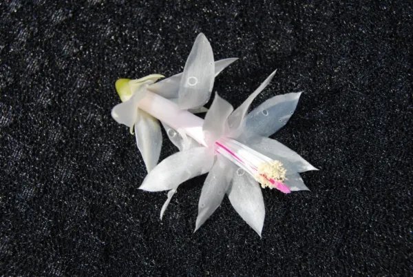 Christmas Cactus Starter Plant Silk Angel Schlumbergera Truncata Fresh Garden