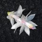 Christmas Cactus Starter Plant Silk Angel Schlumbergera Truncata Fresh Garden