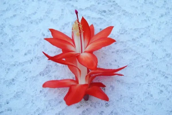 Christmas Cactus Starter Plant Samuri Schlumbergera Truncata Fresh Garden