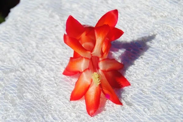 Christmas Cactus Starter Plant Roman Candle Schlumbergera Truncata Fresh Garden