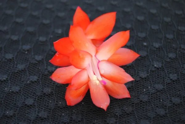 Christmas Cactus Starter Plant Rio Brazil Schlumbergera Truncata Fresh Garden