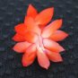 Christmas Cactus Starter Plant Rio Brazil Schlumbergera Truncata Fresh Garden