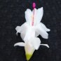 Christmas Cactus Starter Plant Polar Dancer Schlumbergera Truncata Fresh Garden