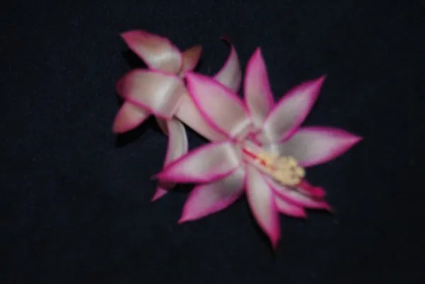 Christmas Cactus Starter Plant Mardi Gras Parade Schlumbergera Truncata Fresh Garden