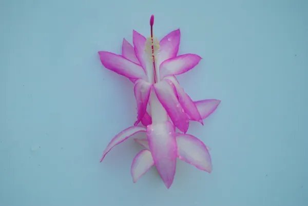 Christmas Cactus Starter Plant Madame Butterfly Schlumbergera Truncata Fresh Garden