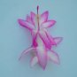 Christmas Cactus Starter Plant Madame Butterfly Schlumbergera Truncata Fresh Garden