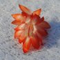 Christmas Cactus Starter Plant Lucky Strike Schlumbergera Truncata Fresh Garden