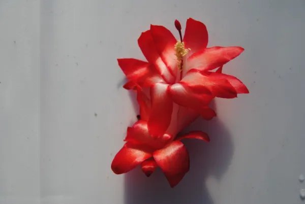 Christmas Cactus Starter Plant Le'Ahi Volcano Schlumbergera Truncata Fresh Garden