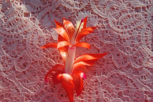 Christmas Cactus Starter Plant Lakoda Fire Schlumbergera Truncata Fresh Garden