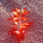 Christmas Cactus Starter Plant Lakoda Fire Schlumbergera Truncata Fresh Garden