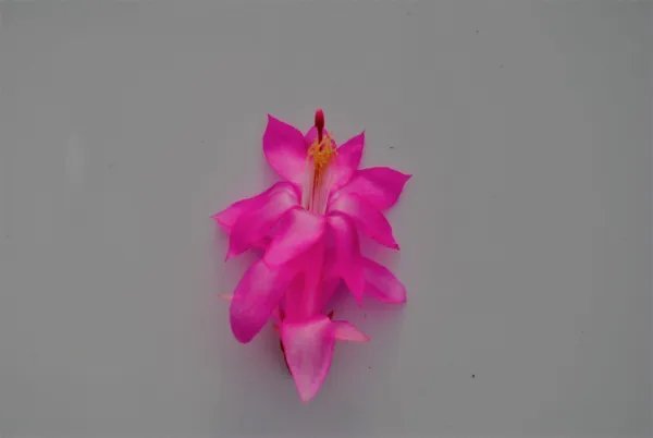 Christmas Cactus Starter Plant Jolly Dancer Schlumbergera Truncata Fresh Garden