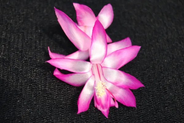 Christmas Cactus Starter Plant Electra Schlumbergera Truncata Fresh Garden