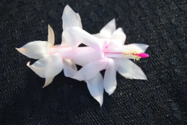 Christmas Cactus Starter Plant December Wedding Schlumbergera Truncata Fresh Garden