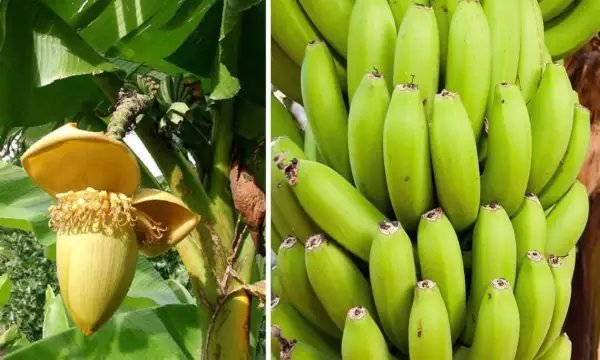 Basjoo Banana Tree Cold Hardy Musa Live Banana Tree Small Rooted Starter Plant Fresh Garden