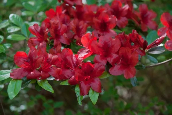 Midnight Flare Azalea Rhododendron Deciduous Small Rooted Starter Plant Fresh Garden