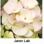 Jaren Lab Crown Of Thorns Euphorbia Milii Christ Plant Starter Plant Fresh Garden