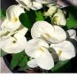 Millionaire Money Crown Of Thorns Euphorbia Milii Christ Plant Starter Plant Fresh Garden