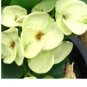 Hor Ngern Crown Of Thorns Euphorbia Milii Christ Plant Starter Plant Fresh Garden