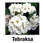 Tebraksa Crown Of Thorns Euphorbia Milii Christ Plant Starter Plant Fresh Garden
