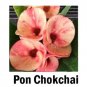 Pon Chokchai Crown Of Thorns Euphorbia Milii Christ Plant Starter Plant Fresh Garden