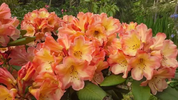 Honey Butter Azalea Rhododendron Deciduous Large Rooted Plant A Beautiful Color Fresh Garden