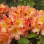 Honey Butter Azalea Rhododendron Deciduous Large Rooted Plant A Beautiful Color Fresh Garden