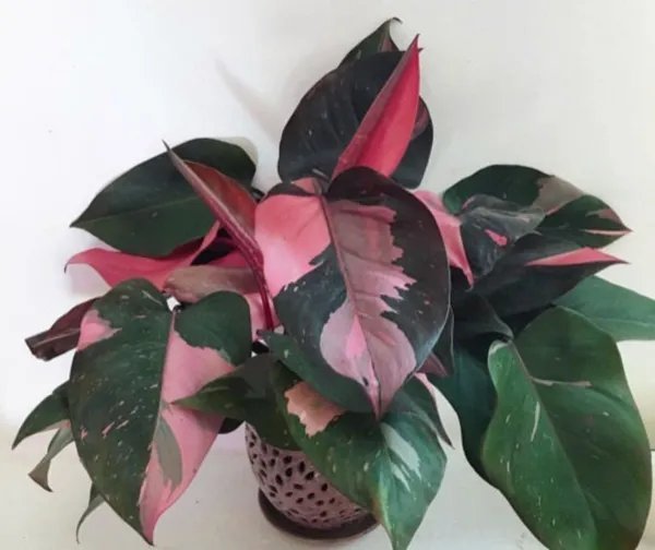 Pink Princess Variegated Philodendron Small Rooted Starter Plant Very Rare Fresh Garden