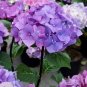 Onyx Peacock Hydrangea Starter Plant Blooms Light Blue/Violet To Deep Purple Fresh Garden