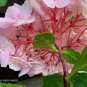 Onyx Flamingo Hydrangea Starter Plant Opens Soft Pink Can Darken To Deep Purple Fresh Garden