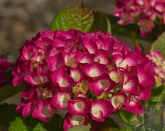Masja Hydrangea Starter Plant Blooms Deep Red To Deep Purple See All Pics Fresh Garden