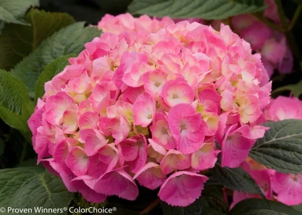 Let'S Dance Can Do Hydrangea Starter Plant Periwinkle,Violet To Bright Pink Fresh Garden
