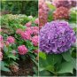 Let'S Dance Arriba Hydrangea Starter Plant Blooms From Violet To Cranberry Fresh Garden