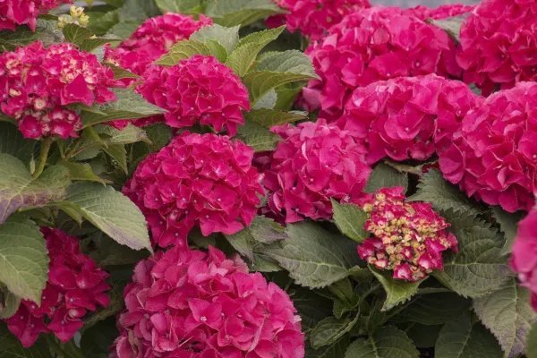 Cityline Paris Hydrangea Starter Plant Blooms From Periwinkle To Raspberry Fresh Garden
