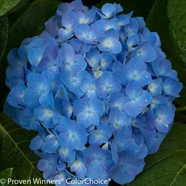 Let'S Dance Blue Jangles Hydrangea Starter Plant Blooms From Blue,Violet To Pink Fresh Garden