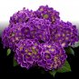 Violet Crown Hydrangea Rooted Starter Plant Fresh Garden