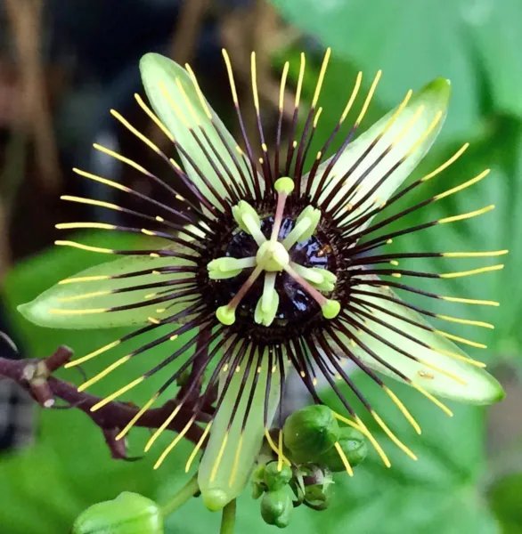 Corky Stem Passion Flower Vine Live Plant Passiflora Butterfly Host Plant Fresh Garden