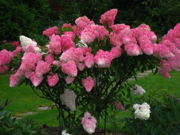 Arctic Fox Hydrangea Starter Plant White,Light Pink & Dark Pink All At Once Fresh Garden