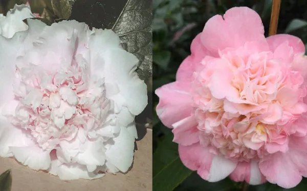 Look Again Camellia Japonica Starter Plant Pink Or White Or Both???Very Rare Fresh Garden