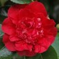 Kramer'S Beauty Camellia Japonica Live Starter Plant Blood Red Beauty Fresh Garden