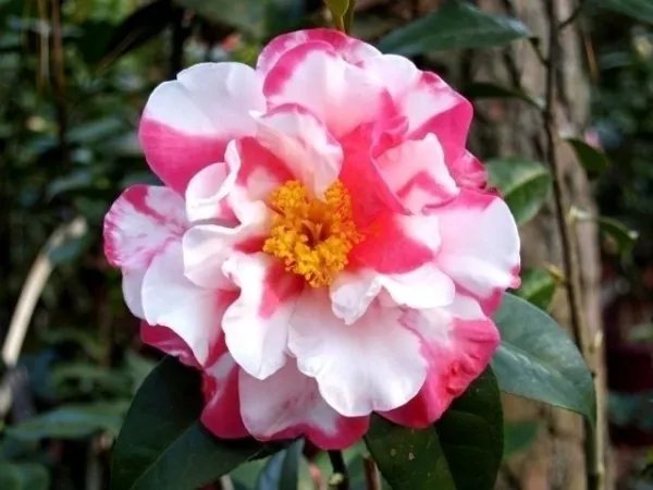 Charlean Vareigated Camellia Japonica Starter Plant Gorgeous Bi Color Blooms Fresh Garden