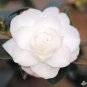 Chisato No Aki Camellia Japonica Live Starter Plant Pure White Fresh Garden