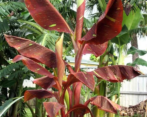 Siam Ruby Variegated Ornamental Banana Small Rooted Starter Plant Very Rare Htf Fresh Garden
